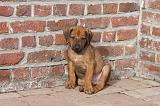 RODESIAN RIDGEBACK 185
